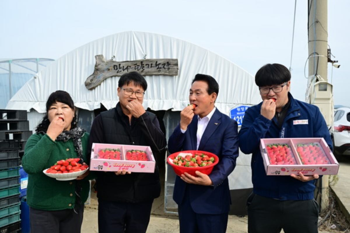 논산시가 신품종 '조이베리'의 첫 출하를 시작했다. / 논산시