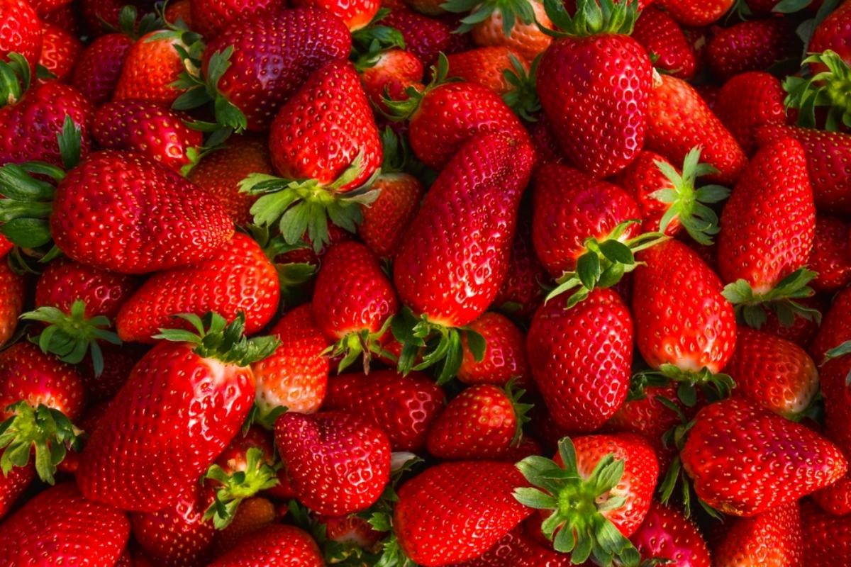 딸기 자료사진 / boulham-shutterstock.com