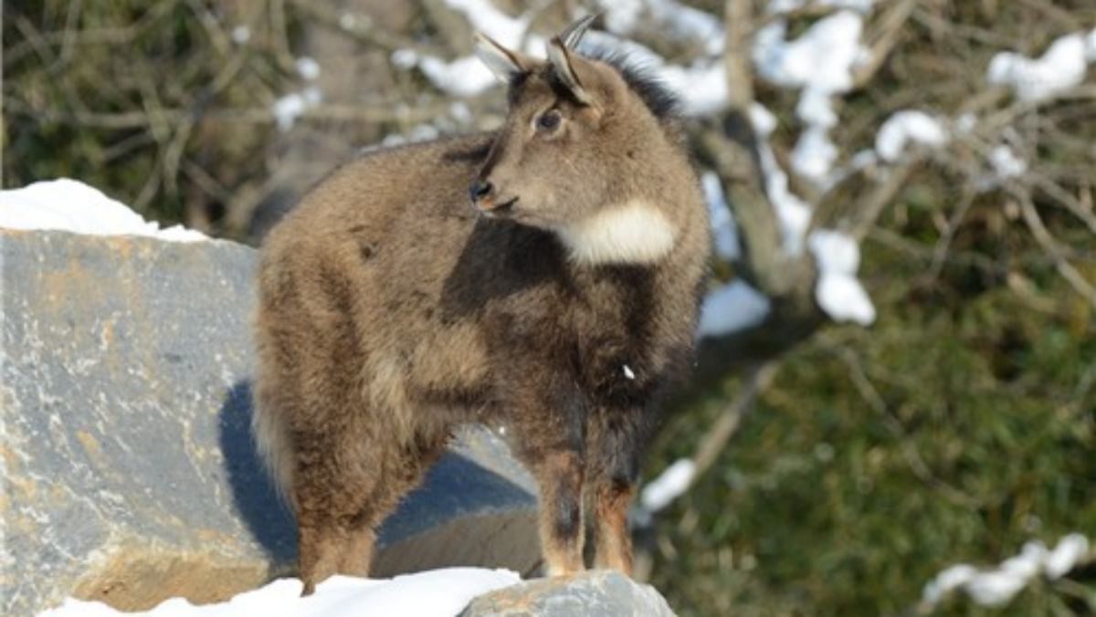 산양 / 국립생태원