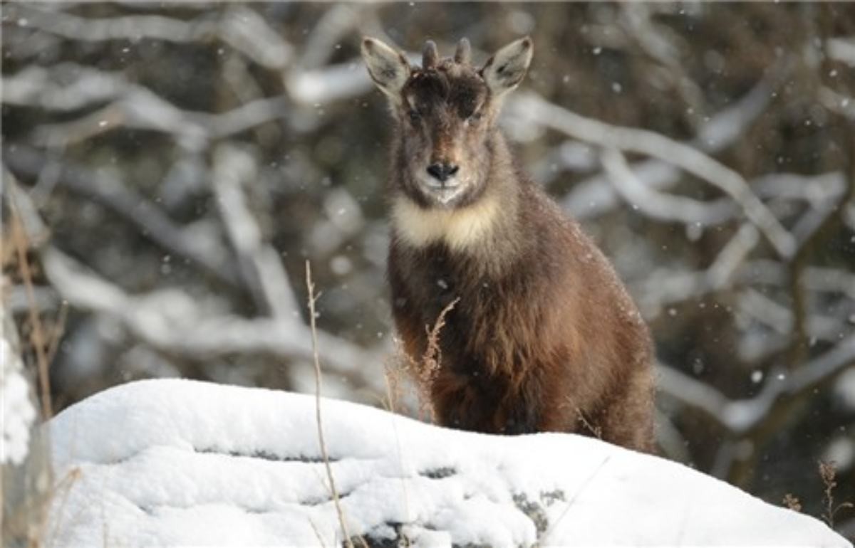 산양 / 국립생태원