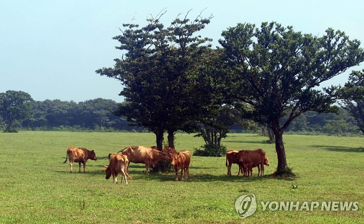한라산 중턱의 제주 한우목장 / 연합뉴스