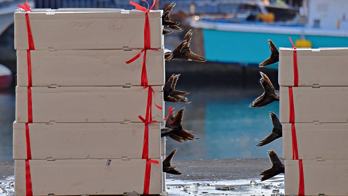 포장을 마친 삼치들이 주인을 기다리고 있다. 자료사진. / 뉴스1