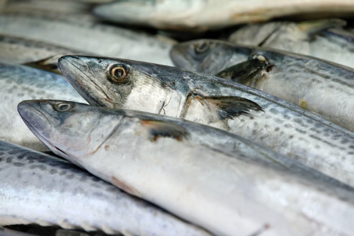 11월 제철 생선 삼치. 자료사진. / 뉴스1