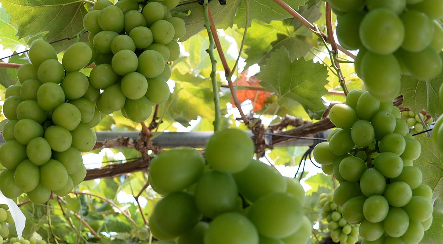 샤인머스캣 / 뉴스1