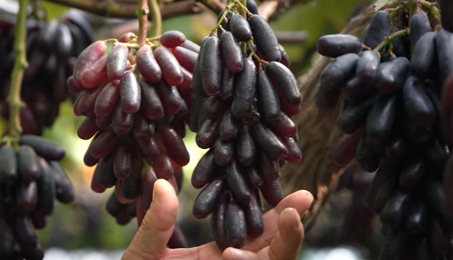 블랙사파이어 / '팜코리아'