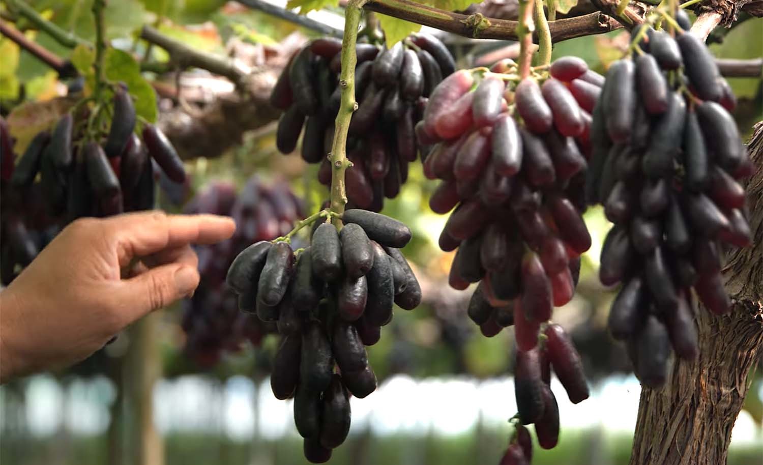 블랙사파이어 / '팜코리아'