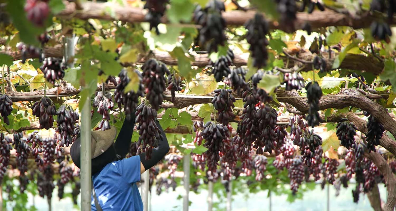 블랙사파이어 / '팜코리아'