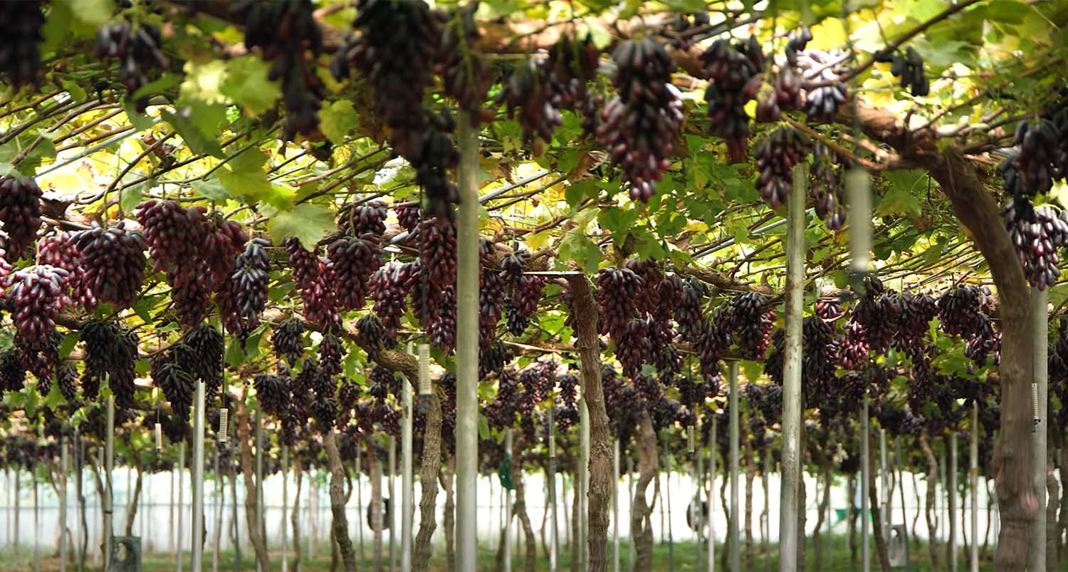 블랙사파이어 / '팜코리아'