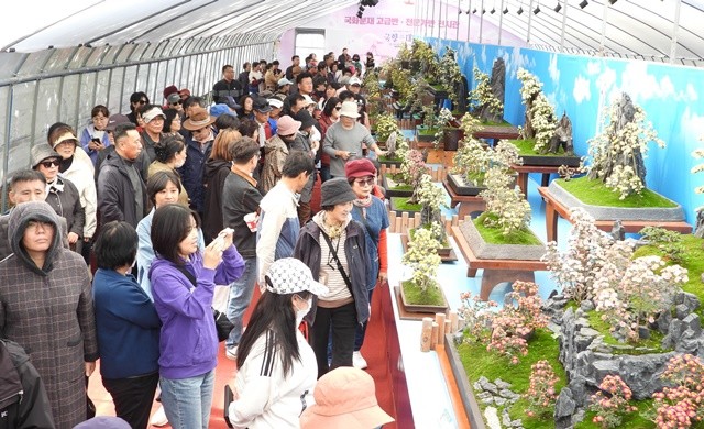 휴일인 2일 함평엑스포공원 국화분재 전시관에 수많은 관광객들이 몰려들어 국화분재 작품을 감상하고 있다. / 노해섭 기자