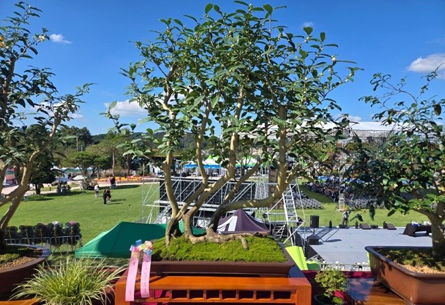 제3회 대한민국 차나무분재대전 대상작