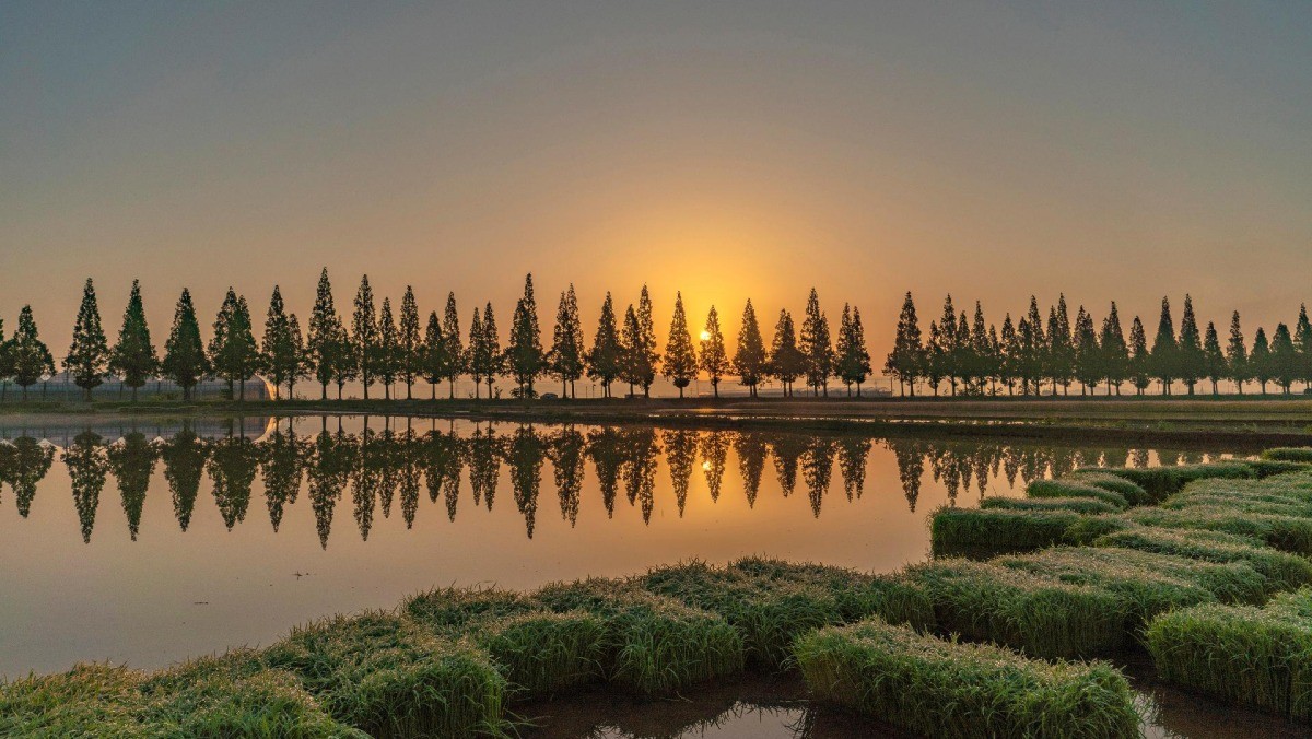 죽동 메타세콰이어길 / 기후에너지환경부 제공