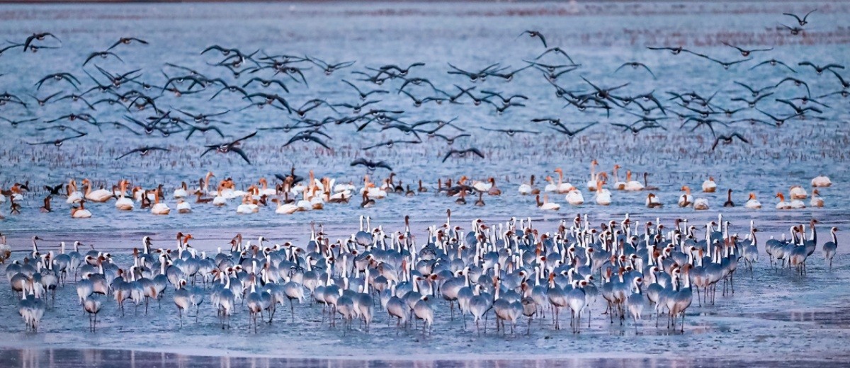 두루미류의 중간 기착지 및 재두루미 등의 월동지인 주남저수지 / 기후에너지환경부 제공