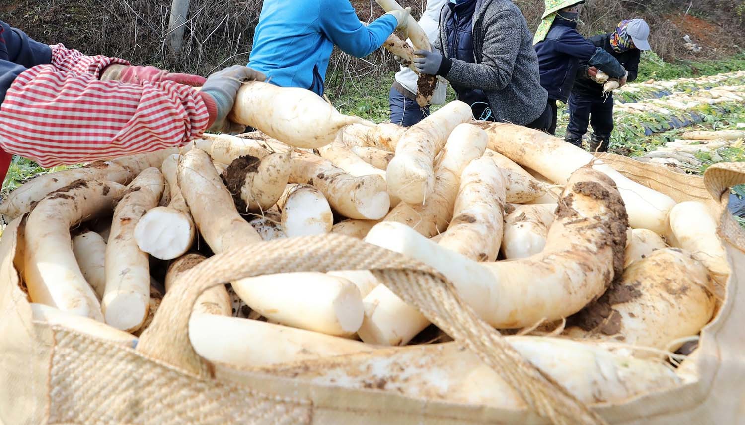 무 수확 모습. / 뉴스1 자료사진