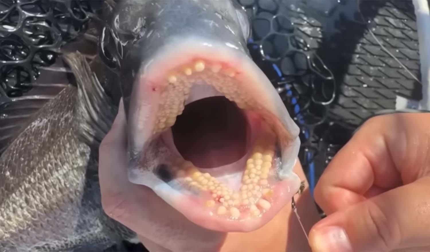 감성돔 / '생선선생 미스터S' 유튜브