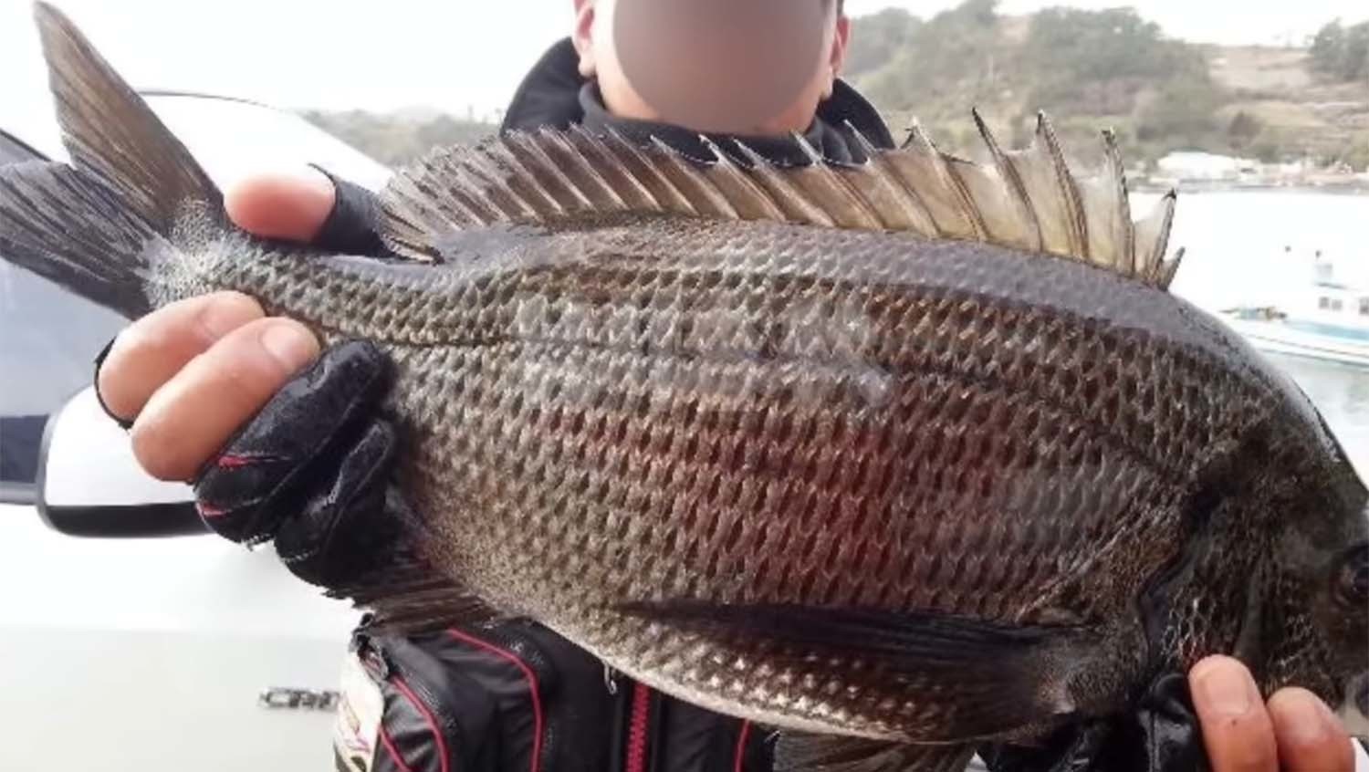 감성돔 / '생선선생 미스터S' 유튜브