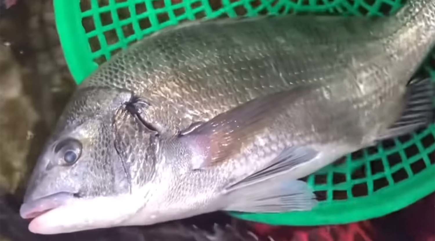 감성돔 / '생선선생 미스터S' 유튜브