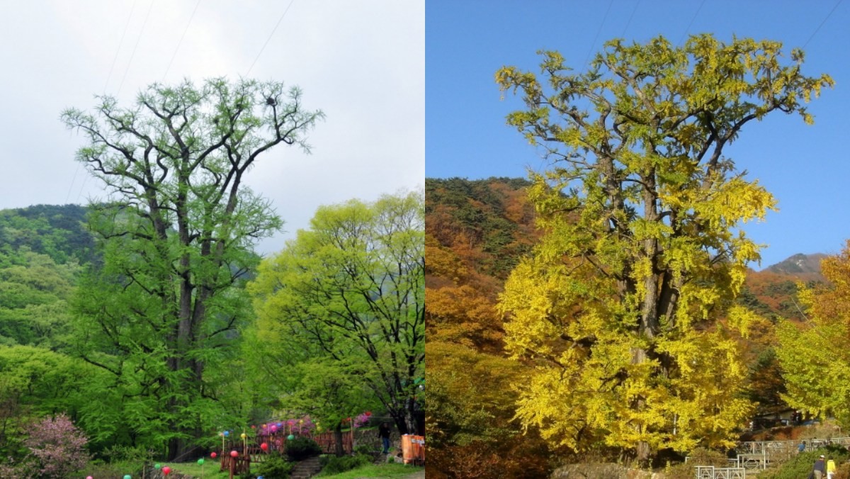 천연기념물 양평 용문사 은행나무 / 국가유산청 홈페이지 캡처