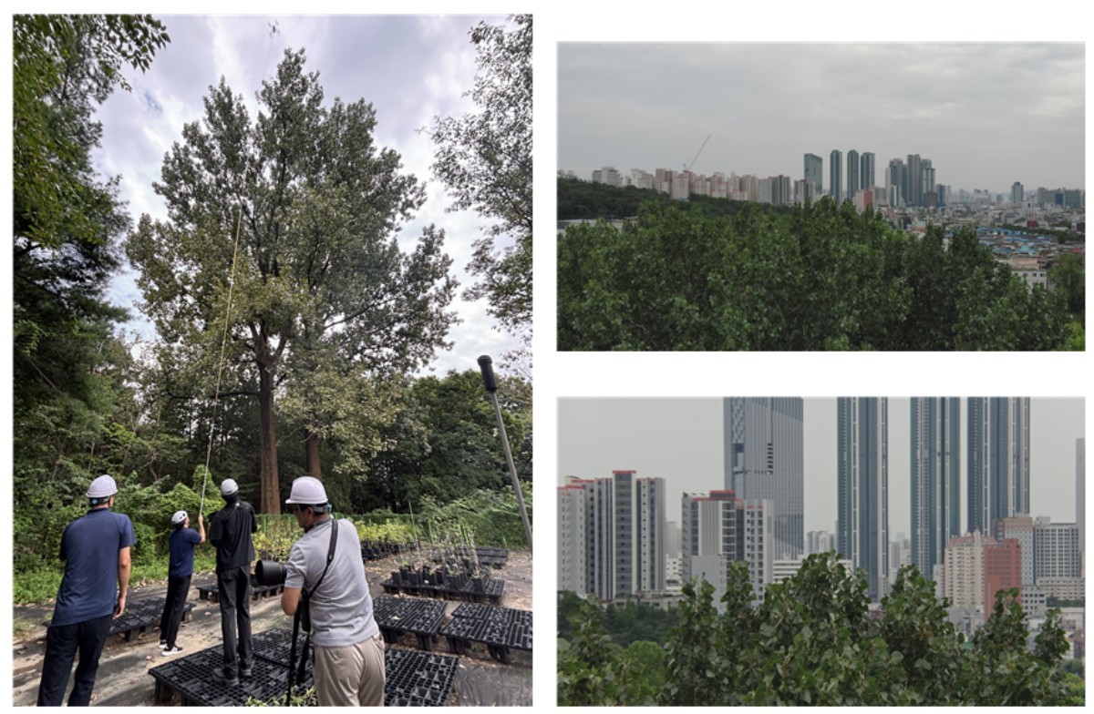 드론을 활용한 노블포플러 수고 측정 / 국립산림과학원 제공