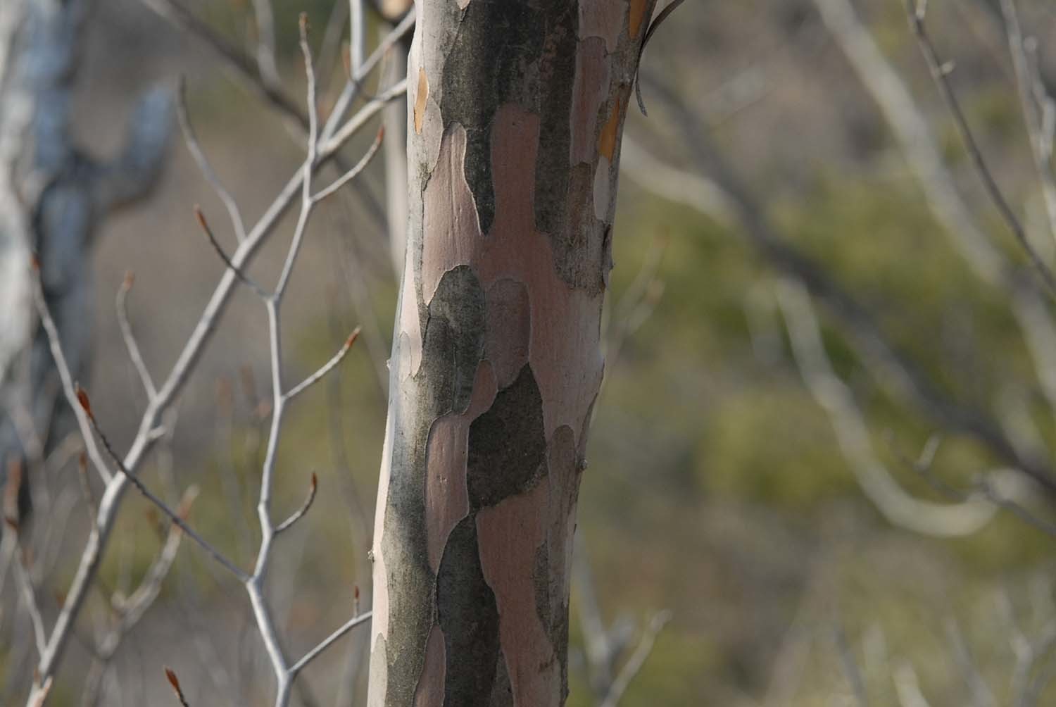 노각나무 / 국립생물자원관