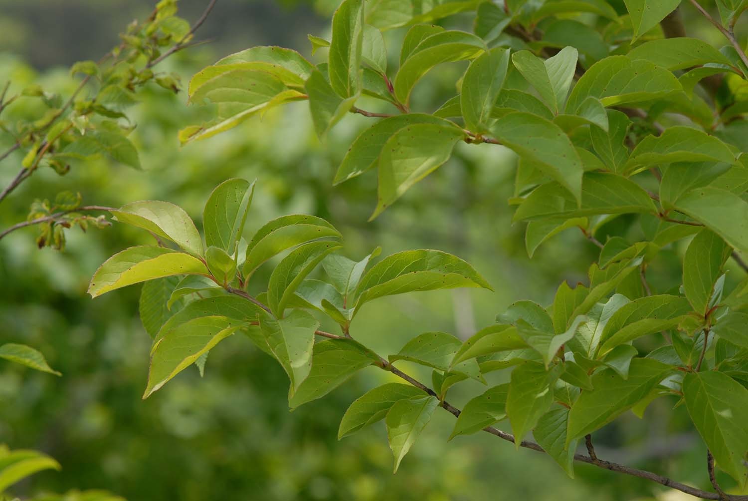 노각나무 / 국립생물자원관