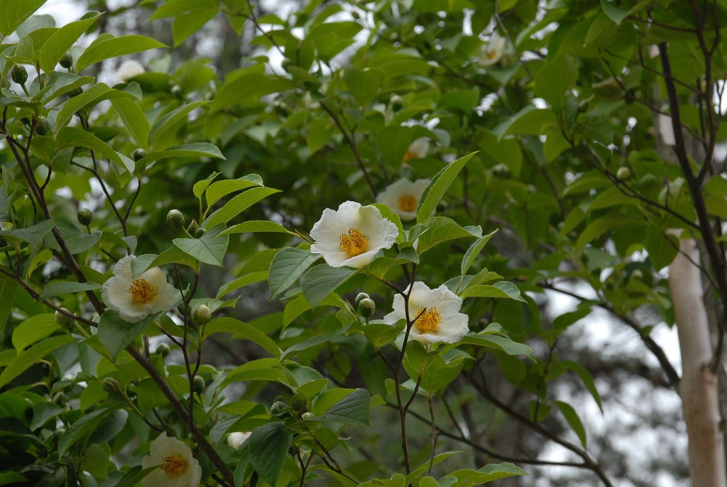 노각나무 / 국립생물자원관