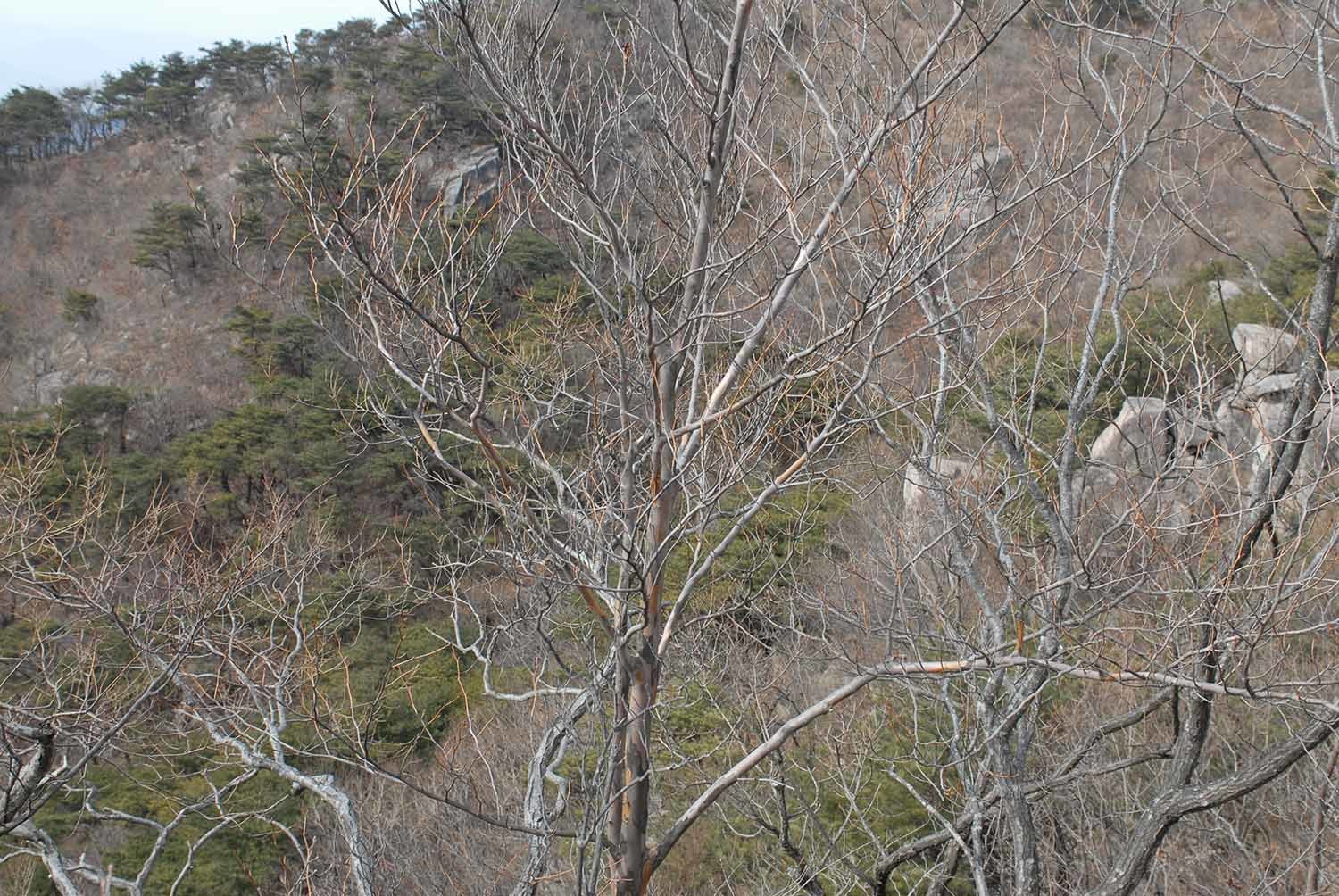 노각나무 / 국립생물자원관