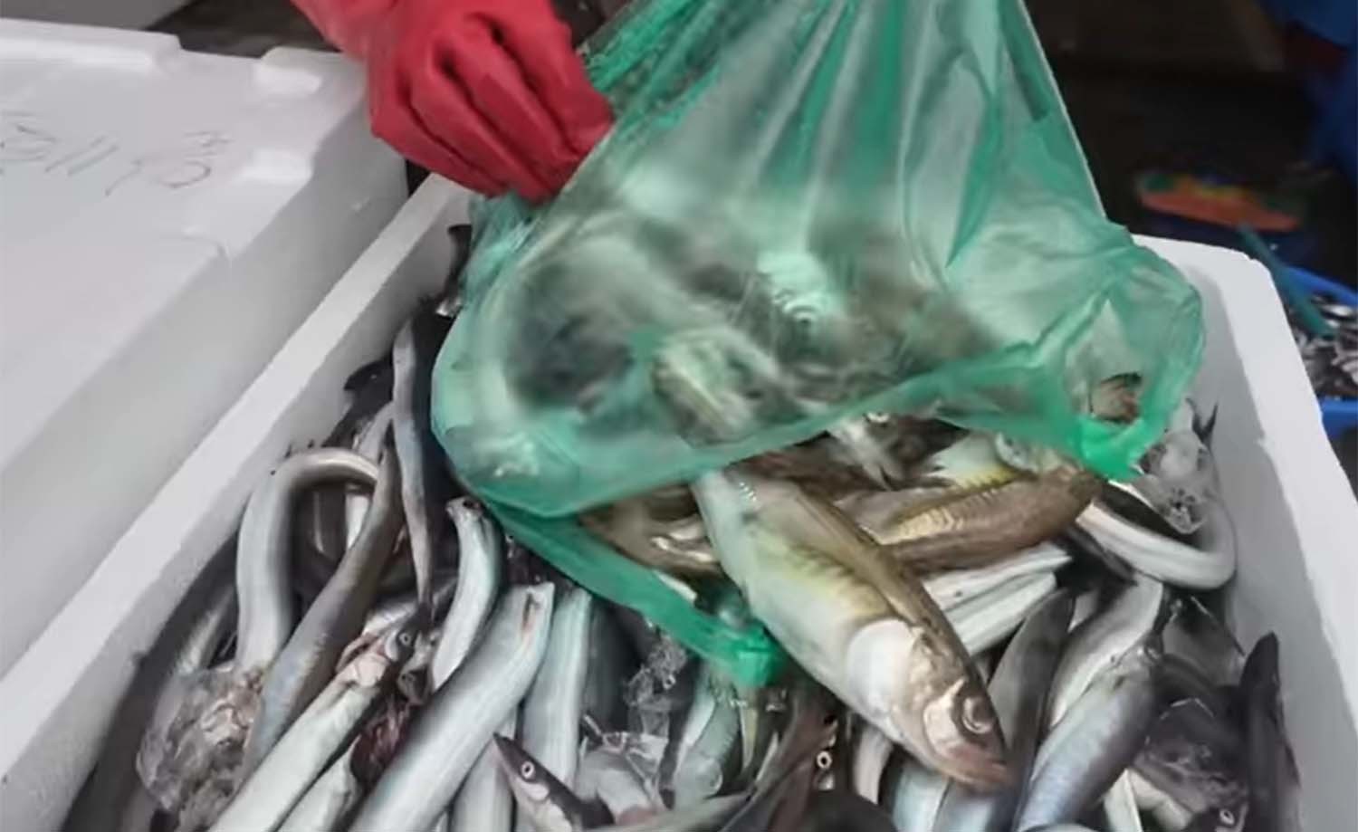 양미리와 도루묵의 시즌이 시작됐다. / '방랑자채널' 유튜브