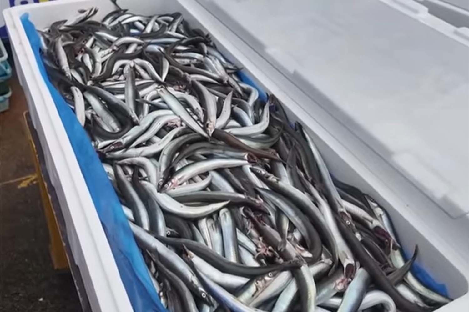 양미리. / '방랑자채널' 유튜브