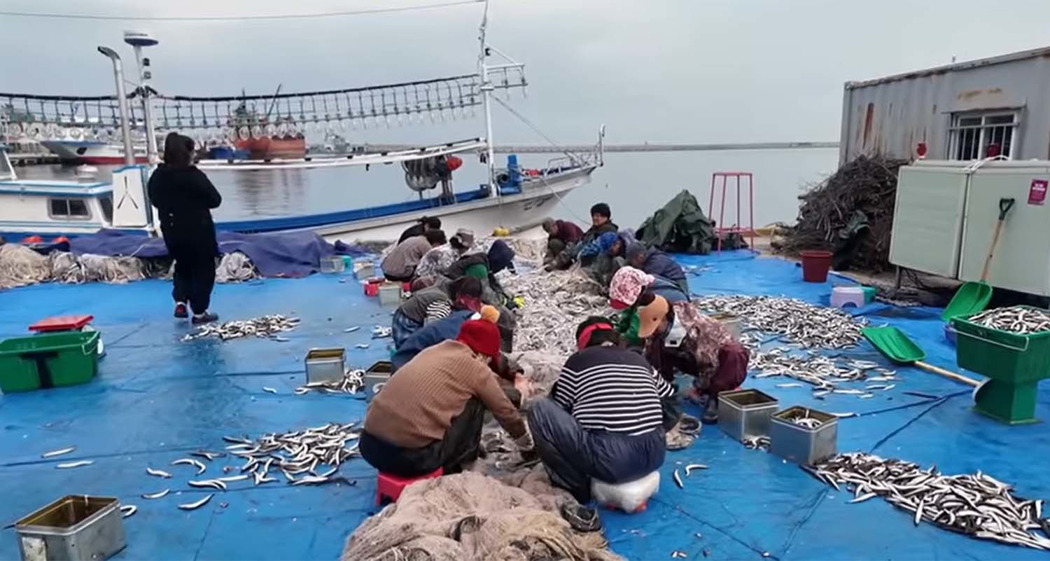 그물에서 양미리를 떼어내는 어민들. / '방랑자채널' 유튜브