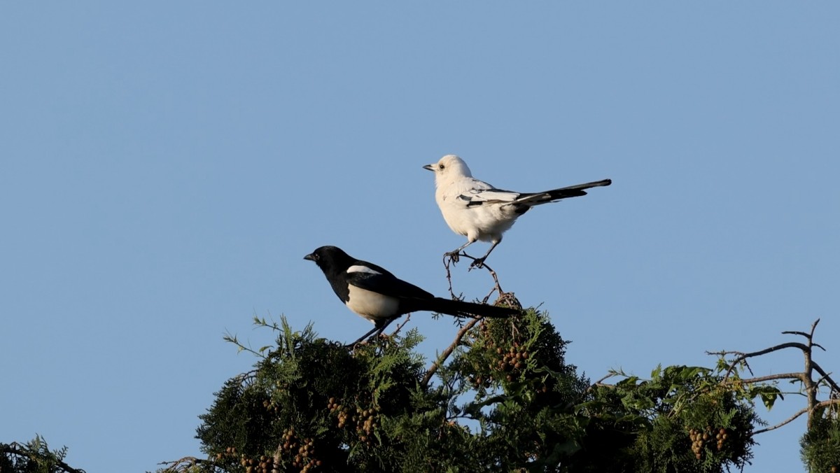 지난 10월31일 제주시 오등동에서 목격된 '흰 까치' / 다큐제주 제공