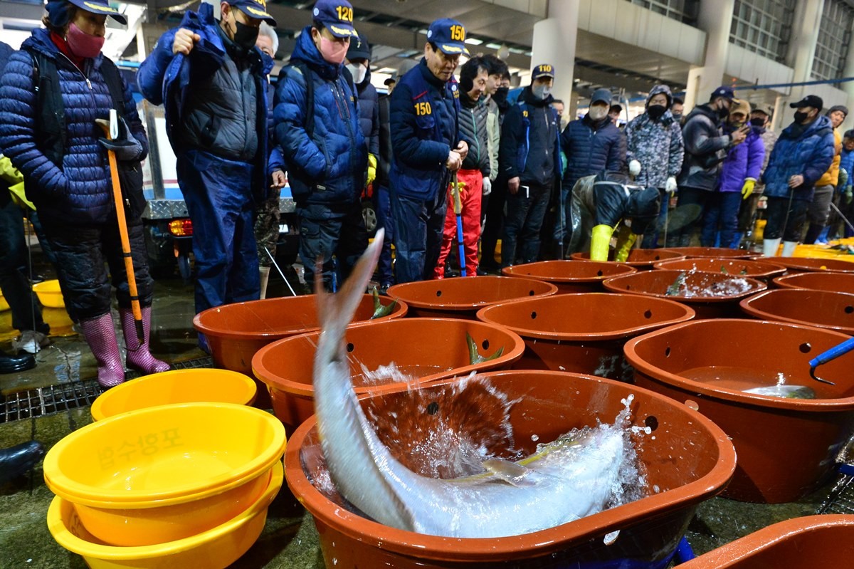 경매 앞둔 싱싱한 방어 / 뉴스1