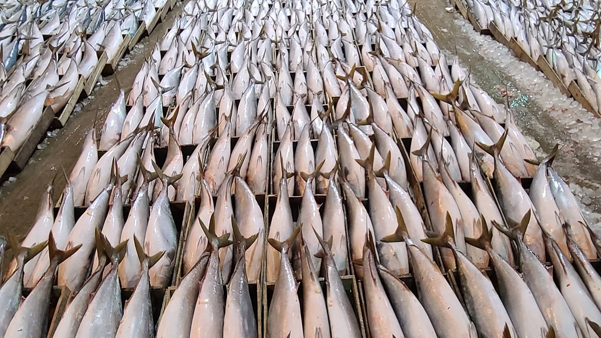 경매 기다리는 방어 / 뉴스1