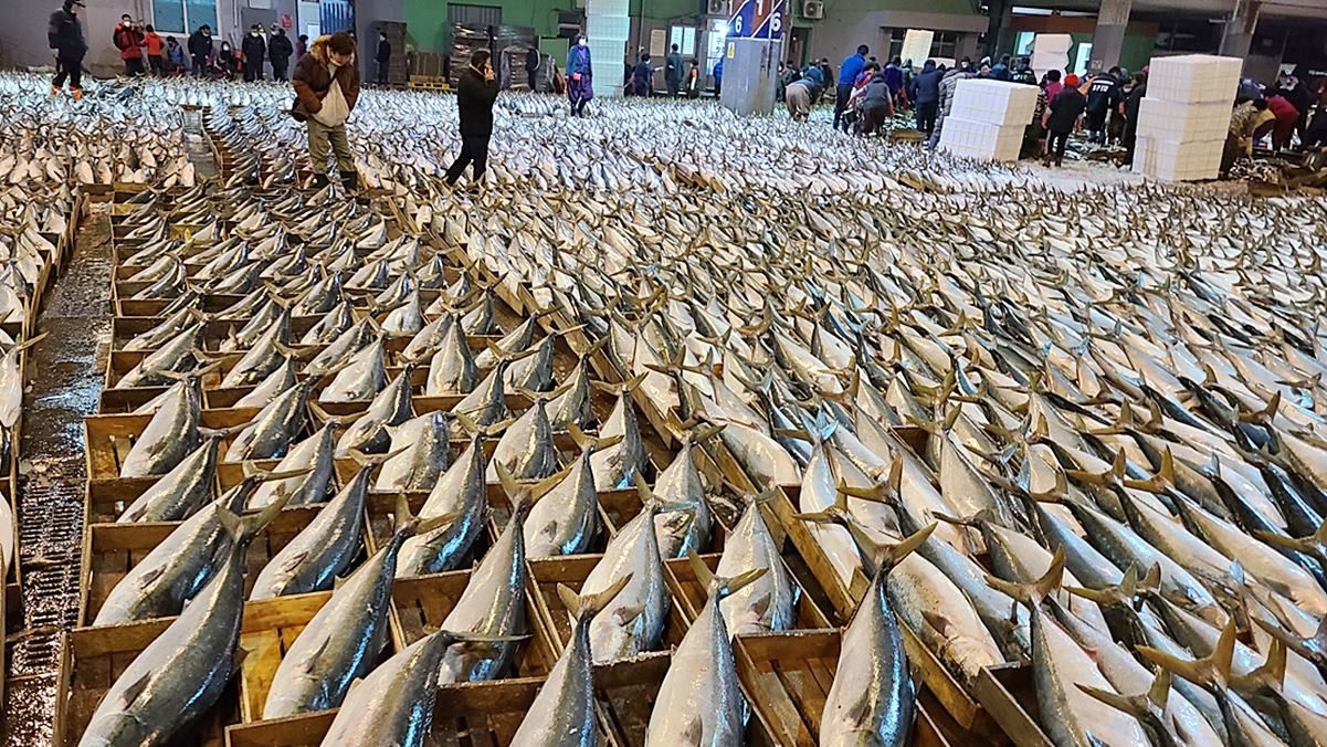 경매장에서 대량 위판 중인 방어 자료 사진 / 뉴스1