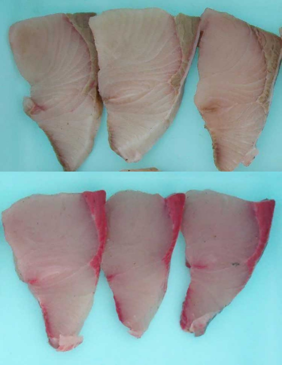 일반 방어(위), 초콜릿 배합 사료를 먹인 방어(아래). 두 방어 모두 출하 20일 전 상태. / 에히메현