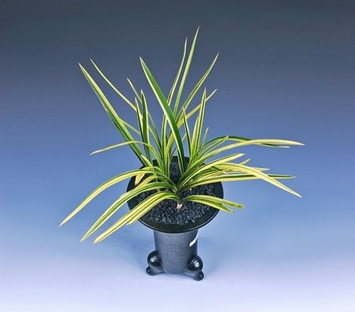 2025대한민국자생란대전 대상작 - 함평지회의 고재영 씨 ‘산반호(천상)’