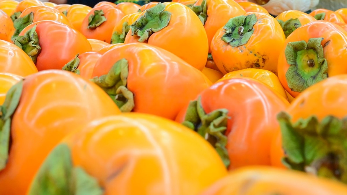 농협 하나로마트를 운영하는 농협유통 3일 단감데이를 하루 앞두고 엄청난 크기를 자랑하며 감 중의 왕이라 불리는 제철 과일인 '대봉시'를 올해 처음 판매한다고 밝혔다.  / 농협유통 제공