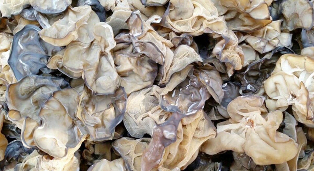 목이버섯 자료 사진. 해당 기사 내용과 무관한 기사 이해를 돕기 위한 자료 사진이다. 목이버섯은 식감이 쫄깃하고 영양이 풍부한 식재료로 동양 요리에서 특히 사랑받는 버섯이다. 주로 검은색 또는 갈색을 띠며 건조된 형태로 유통되는 경우가 많다. 물에 불리면 부피가 크게 늘어나며 탱탱한 질감을 유지한다. / 연합뉴스