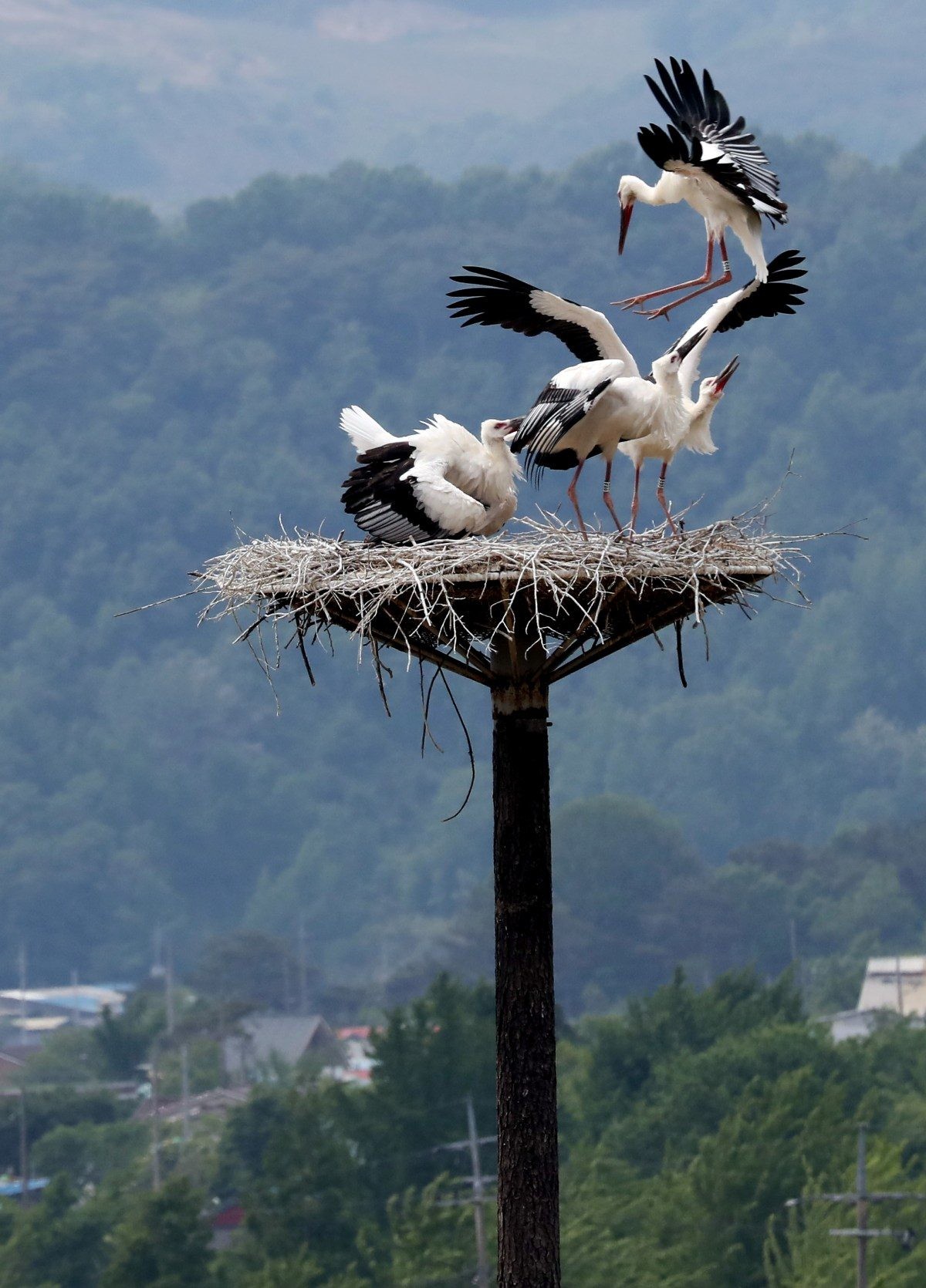 화려한 자태 뽐내는 천연기념물 황새 가족. / 뉴스1