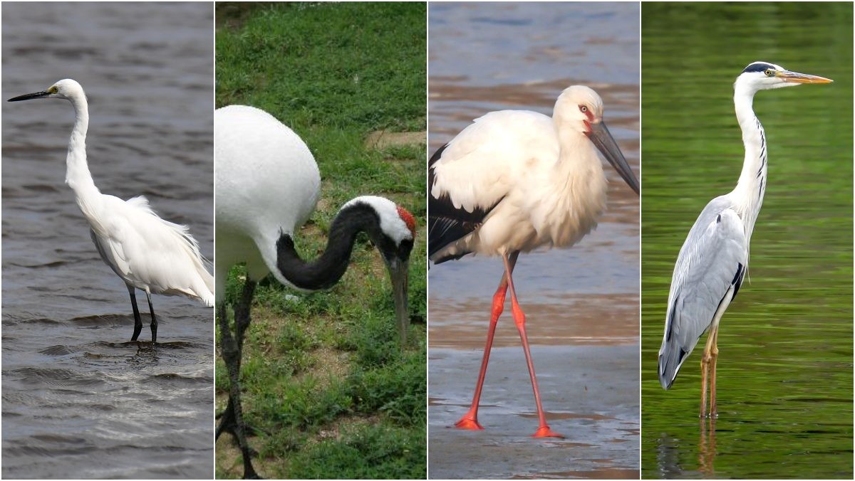 (왼쪽부터)백로, 두루미, 황새, 왜가리. / 뉴스1, 국립생물자원관