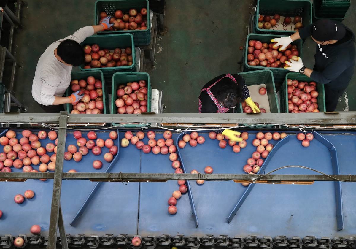 가을사과 선별작업 / 뉴스1