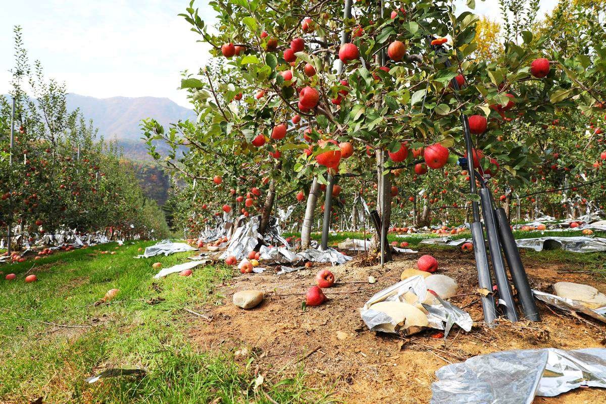 사과 낙과 피해 자료 사진 / 뉴스1