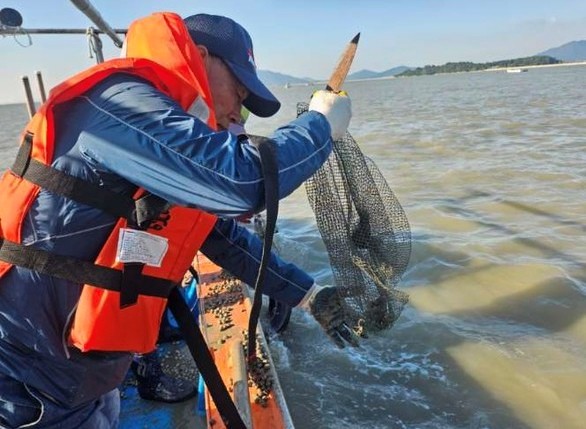 영광군은 지난 10월 24일 염산면 칠산해역 일원에 참고막 137만 마리를 방류했다. / 영광군