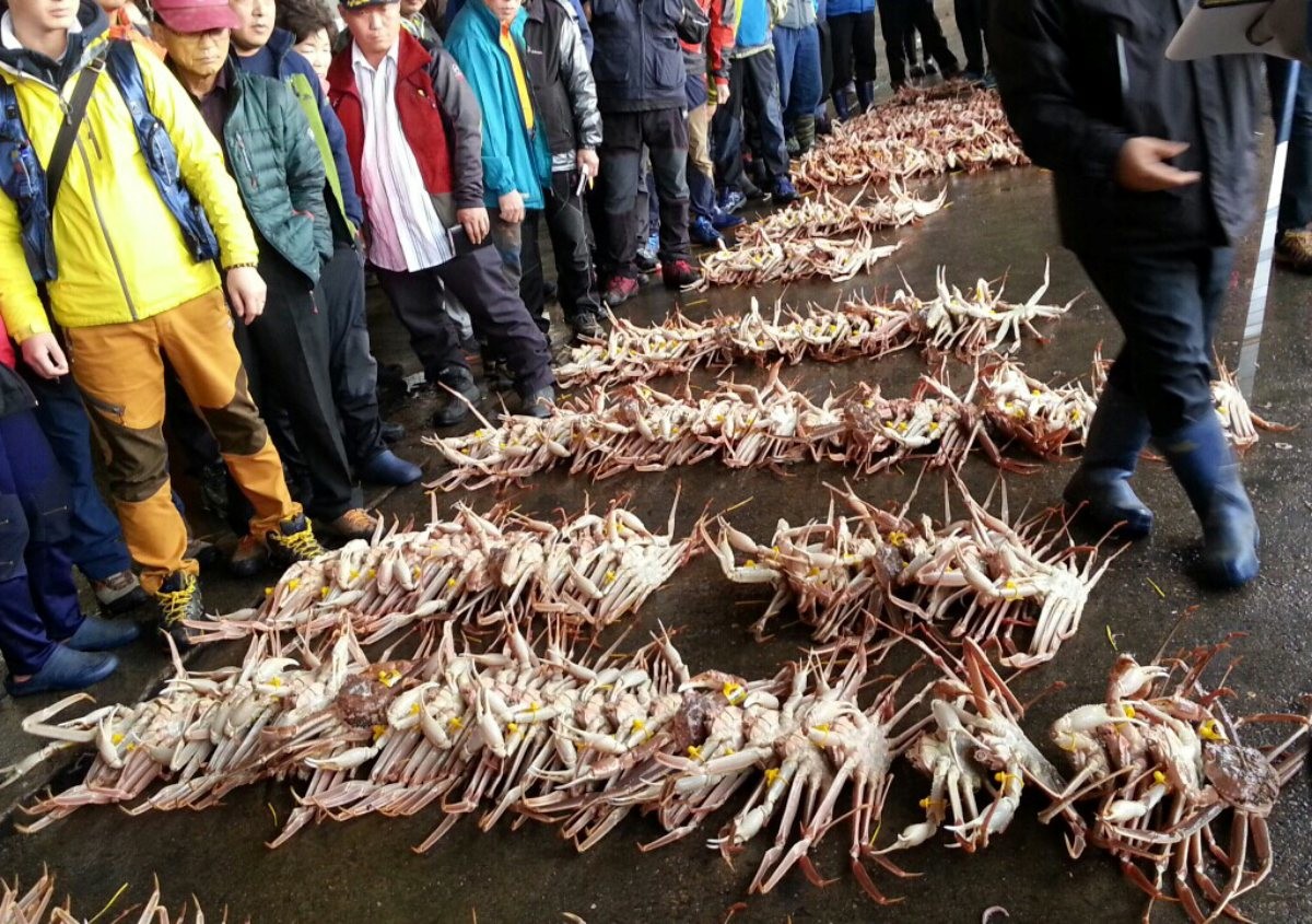 영덕대게  / 연합뉴스