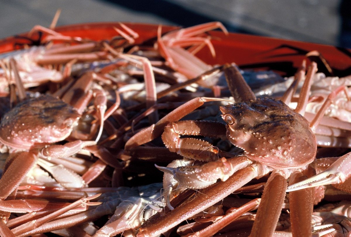 영덕대게 / 연합뉴스
