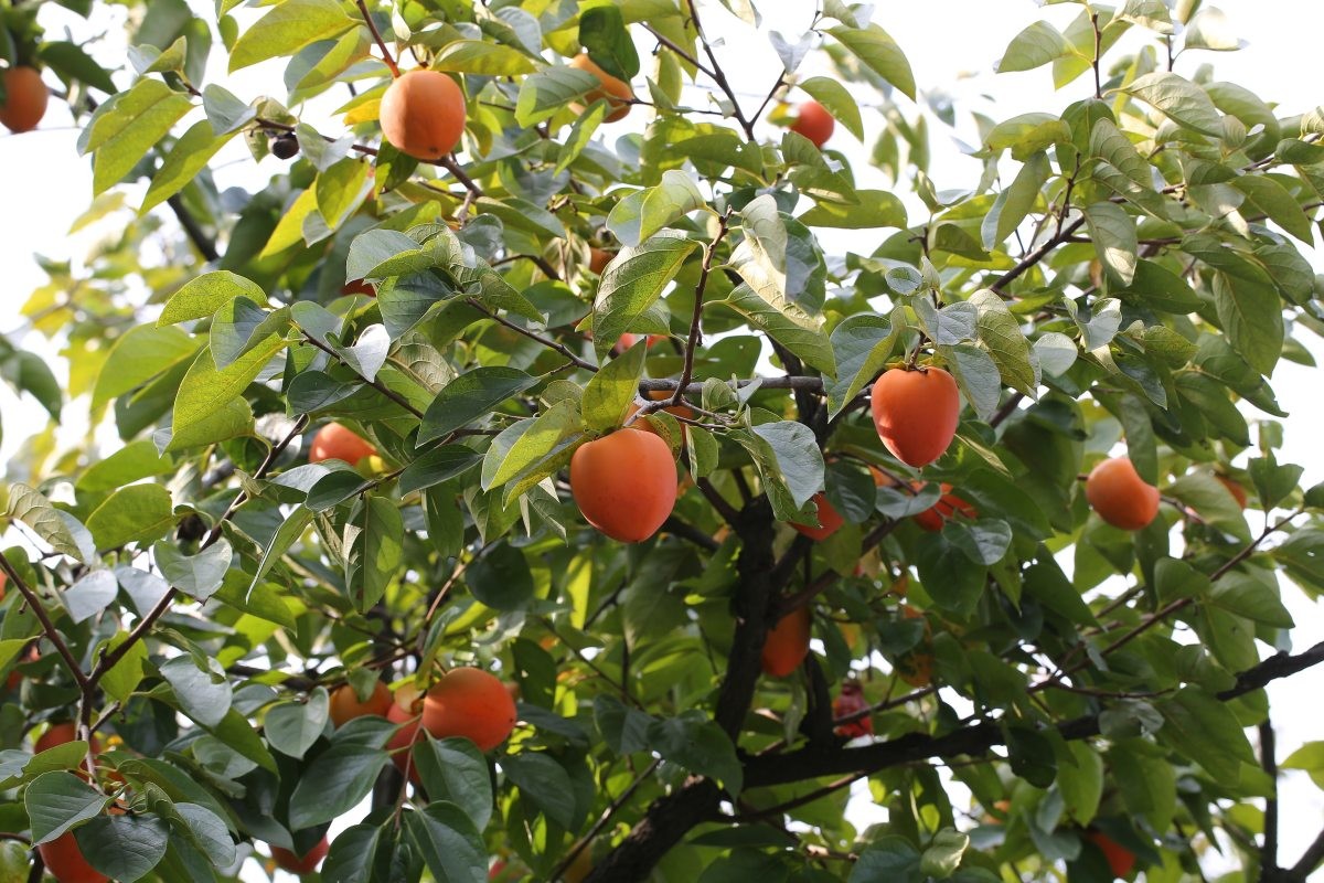 감나무. / 환경부 국립생물자원관 제공