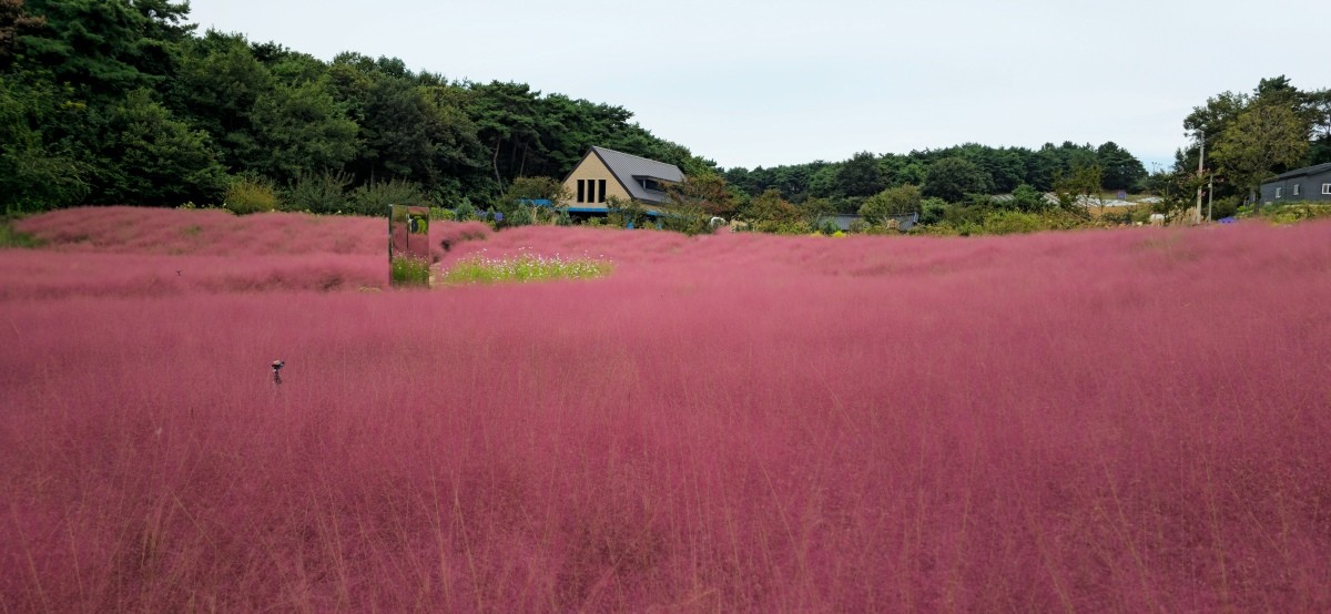 고창청농원에 핀 핑크뮬리. / SeonDeok OH-shutterstock.com