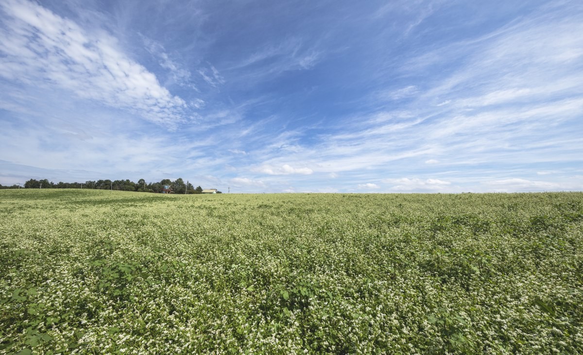 고창청농원. / Stock for you-shutterstock.com