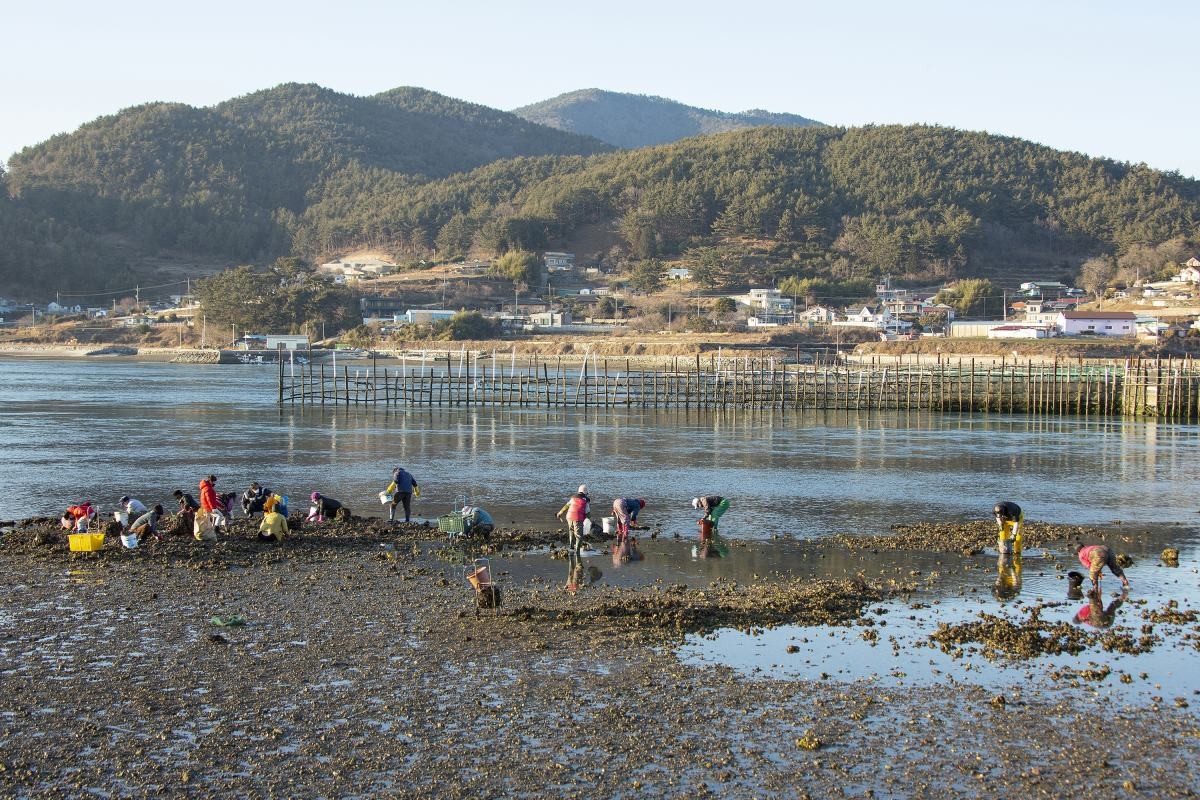 갯벌 자료사진 /  Stock for you-shutterstock.com