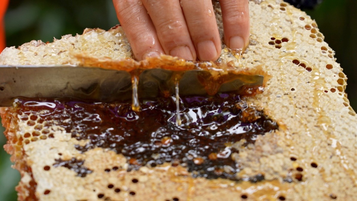 EBS1 '한국기행' 미리보기 페이지에서 제공하는 '꿀과 송이' 편 자료 사진. / EBS1 제공