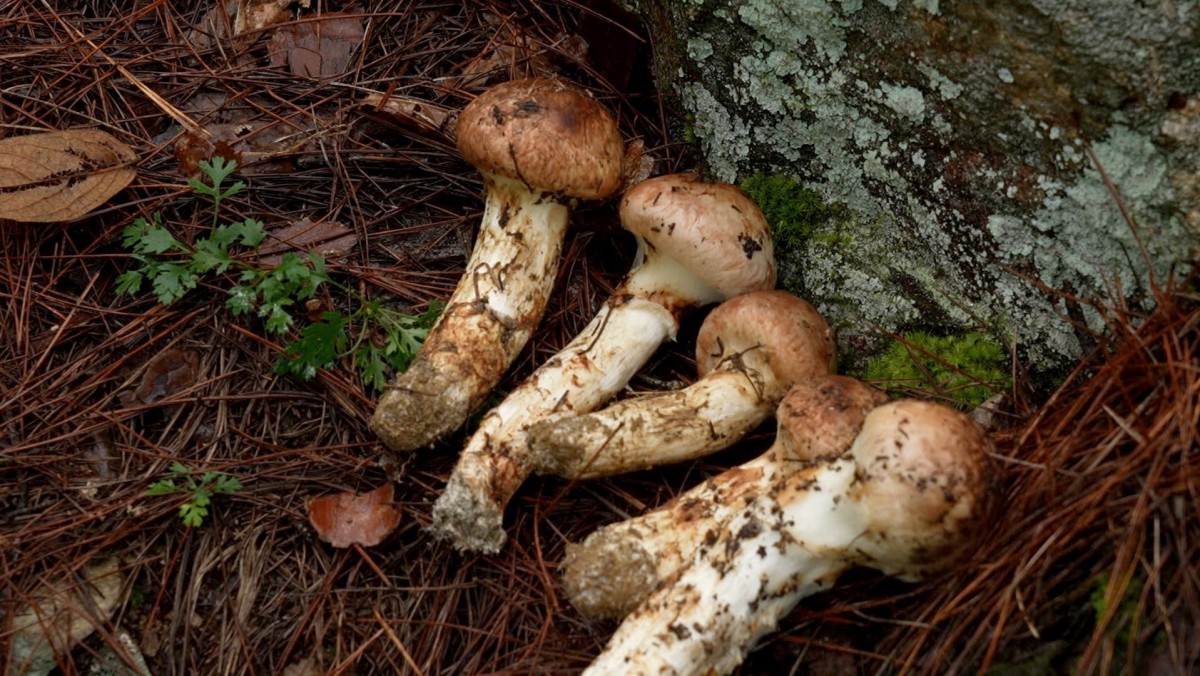 EBS1 '한국기행' 미리보기 페이지에서 제공하는 '꿀과 송이' 편 자료 사진. / EBS1 제공